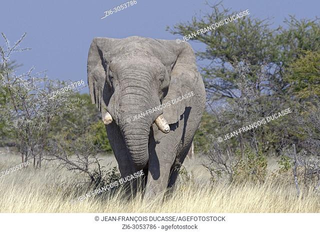 African bush elephant (Loxodonta africana), adult elephant bull feeding, Etosha National Park, Namibia, Africa