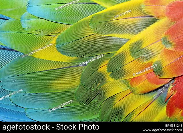 Hybrid between Scarlet Macaw and Green-winged Macaw, plumage detail (Ara macao x Ara chloroptera), Red-and-Green Macaw