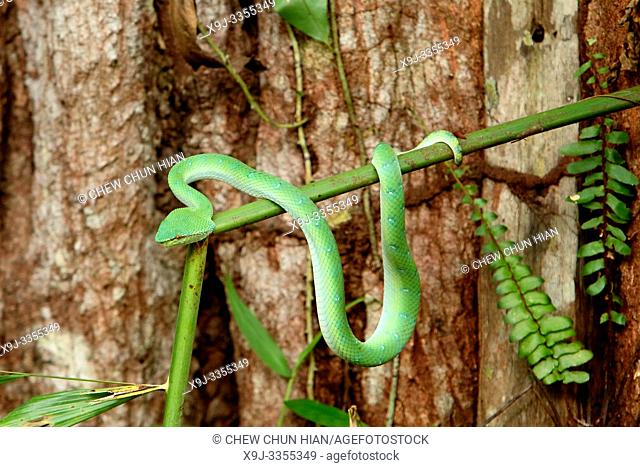 Malaysia, Sarawak state, Bako National Park, WagLer's pit viper (Tropidolaemus wagleri)