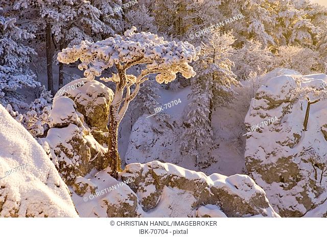 Snow covered pine on a rock on the Peilstein hill Lower Austria