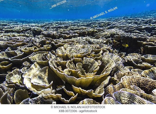 A profusion of hard and soft corals on Siaba Kecil Island, Komodo National Park, Flores Sea, Indonesia
