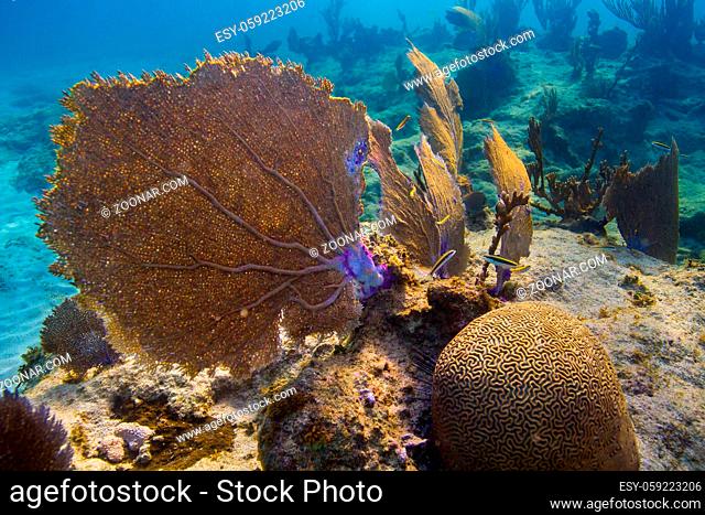 Large fan coral attached to a rocky reef