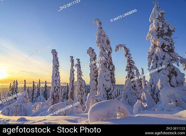 Winter landscape in direct light with plenty of snow on the trees, Gällivare county, Swedish Lapland, Sweden