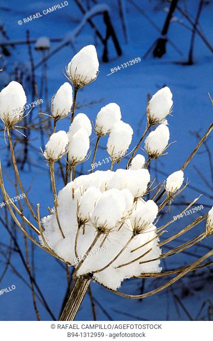Dry Umbelliferae plants with snow. Osseja. Languedoc Roussillon. Pyrénées Orientales. France