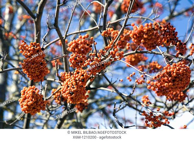 Rowan, European Rowan, Mountain ash, or European mountain ash (Sorbus aucuparia) with red fruits.Fuentes Carrionas y Fuente del Cobre Natural Park