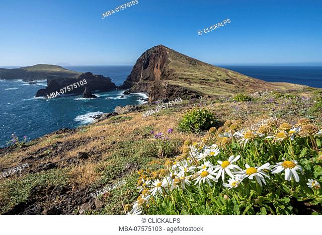 Daisy flowers and Cevada islet from Point of St Lawrence, Canical, Machico district, Madeira region, Portugal