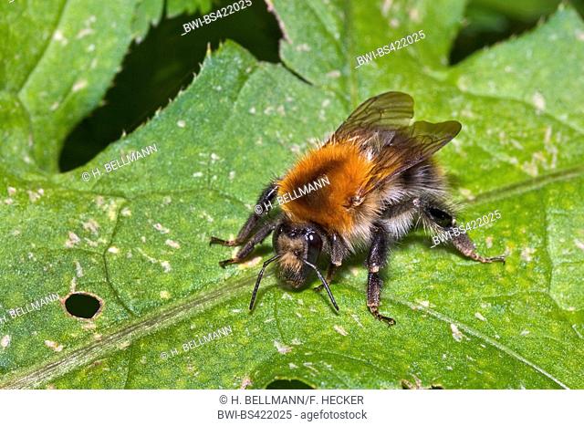 carder bee, common carder bee (Bombus pascuorum, Bombus agrorum), sits on a leaf, Germany