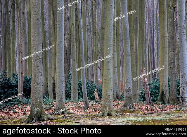 Germany, Mecklenburg-Western Pomerania, Ostseebad Nienhagen, Gespensterwald, coastal forest from beeches near Rostock