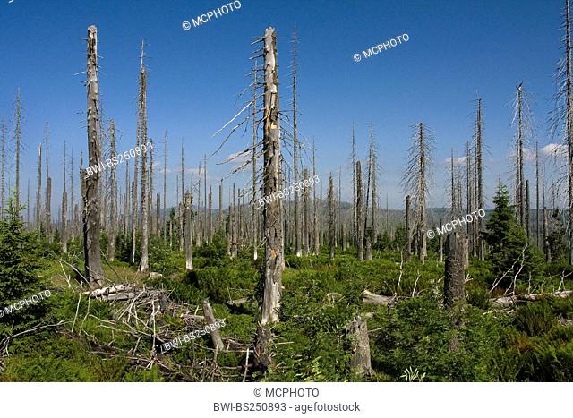 Norway spruce Picea abies, forest dieback at Lusen in National Park Bavarian Forest, Germany, Bavaria, Bavarian Forest National Park