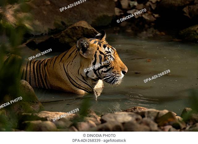 Bengal tiger resting in waterhole, Ranthambhore national park, rajasthan, India, Asia