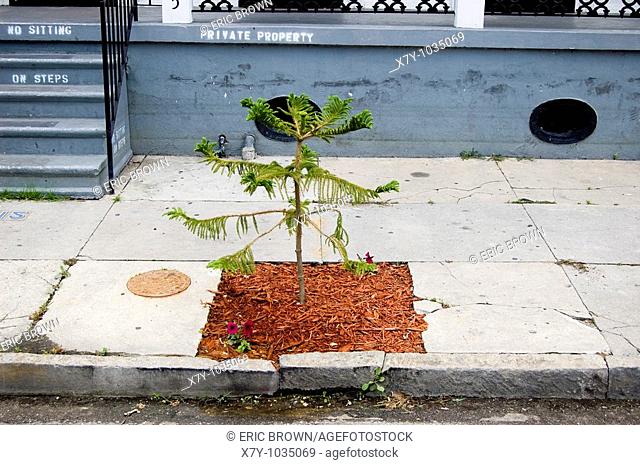 A freshly planted young tree awaits its future in the Upper Ninth Ward after the flooding of Hurricane Katrina  New Orleans, LA  May 5, 2006
