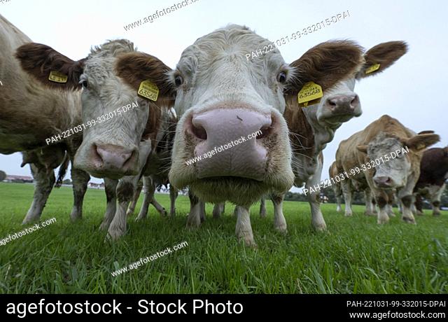 31 October 2022, Hesse, Nieder Erlenbach: Cows stand on a pasture in the Wetterau region. In addition to their usefulness in agriculture