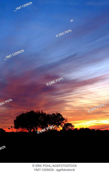 Live Oaks Silhouetted Against Sunset - Fort Bend County, Brazos Bend State Park, Texas