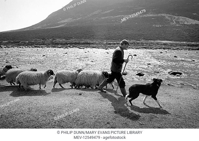 A shepherd with his collie sheepdog and some of his sheep beside the River Tees in Teesdale, County Durham, England