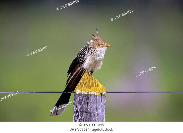 Guira Cuckoo, (Guira guira), adult on branch, Pantanal, Mato Grosso, Brazil, South America