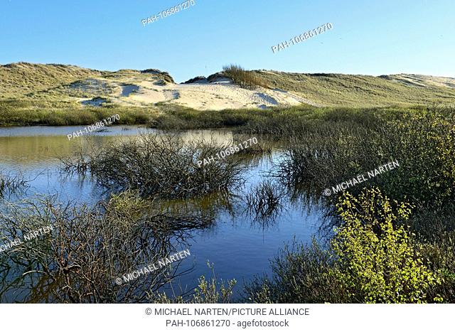 Dune belt made of dunes directly beside the water of the lake Wriakhörnsee near Wittdün on the North Sea island Amrum, 4 May 2018 | usage worldwide