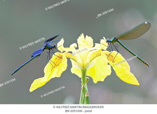Banded Demoiselles (Calopteryx splendens), male and female on an iris, North Hesse, Hesse, Germany