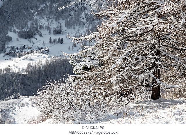Orsiera Rocciavre Park, Chisone Valley, Turin, Piedmont, Italy. Winter Orsiera Rocciavre Park