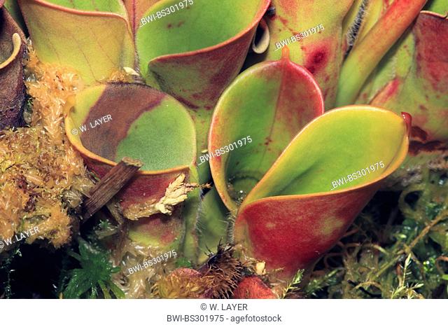 sun pitcher (Heliamphora heterodoxa), leaves