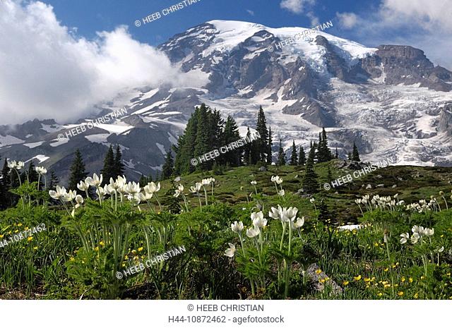 Wildflower meadow at Paradise Valley with Mount Rainier, Mt. Rainier National Park, Washington, USA