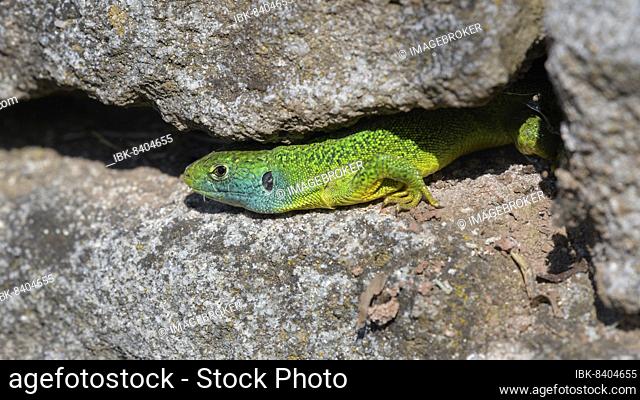 Western green lizard (Lacerta bilineata), sunbathing on a dry stone wall, Tübingen, Baden-Württemberg, Germany, Europe