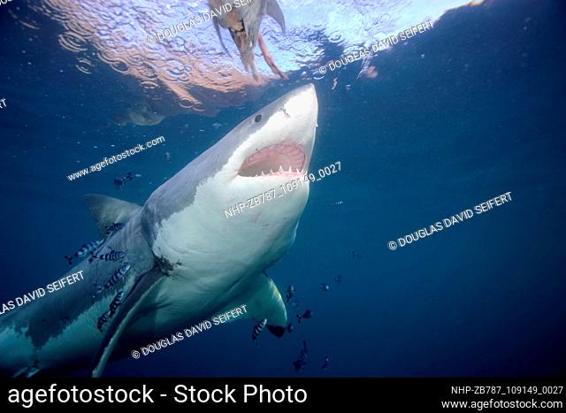 Mature Female Great White Shark flanked by Pilot Fish These photographs by Douglas David Seifert of Great White sharks were taken off the coast off Guadalupe