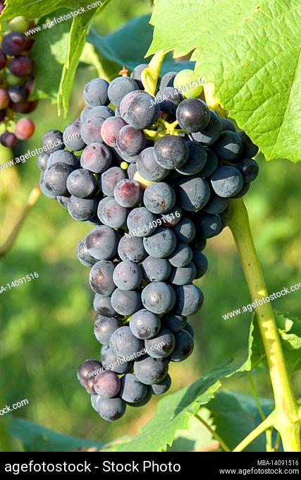 germany, baden-wuerttemberg, vogtsburg im kaiserstuhl-achkarren, red grapes on the vine in the kaiserstuhl wine-growing region
