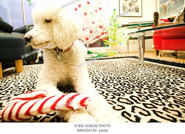 Poodle with candy cane toy