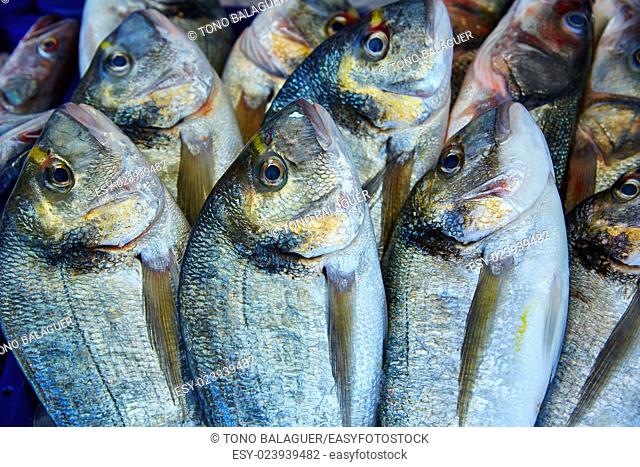 Dorada fish Sparus aurata stacked in a row from Mediterranean sea