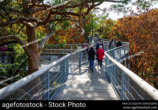 25 October 2021, Brandenburg, Beelitz: Visitors walk along the treetop trail ""Tree and Time"" in sunny weather. The 320-metre-long treetop trail is located on...