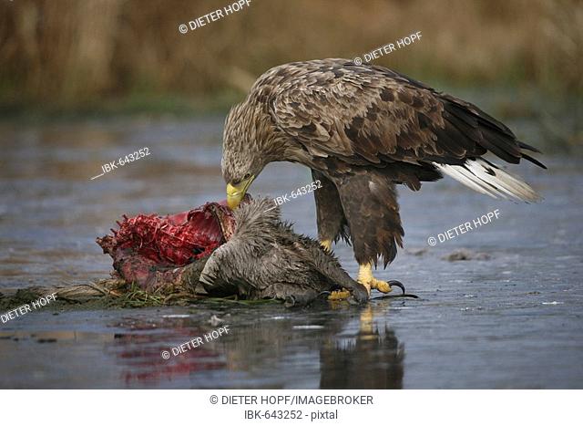 White-tailed Eagle or Sea Eagle (Haliaeetus albicilla) perched on an icy surface, feeding on deer carcass