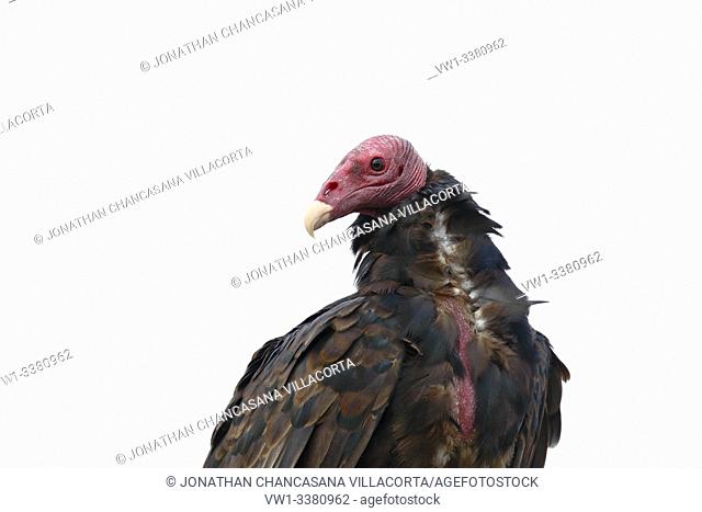 Turkey vulture (Cathartes aura), detail of approach to the head of a specimen perched in complete freedom. lima - Perú