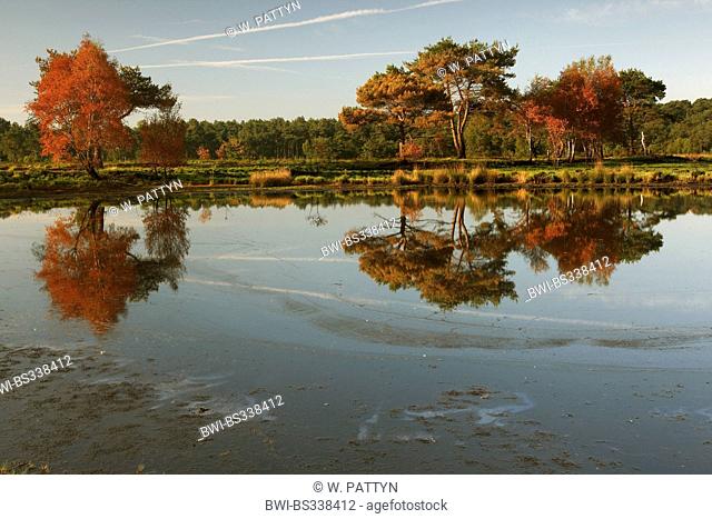 autumnal trees mirroring in a lake at sunrise in nature reserve, Belgium, Kalmthoutse Heide, Kalmthout