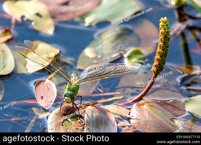 green Emperor Dragonfly (Anax imperator) on pond, Czech Republic Europe wildlife