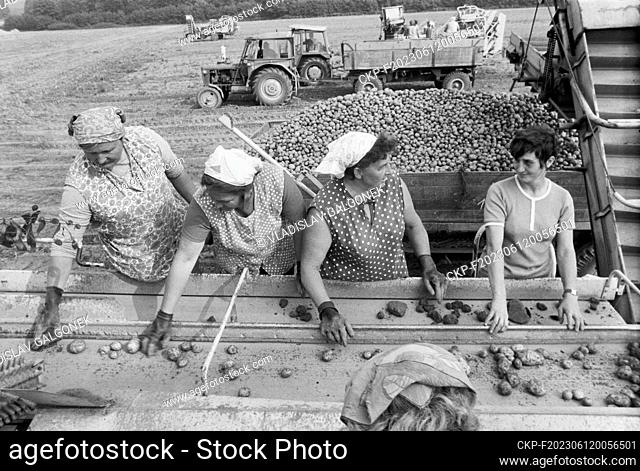 ***SEPTEMBER 18, 1975 FILE PHOTO***Women are sorting potatoes during the potato harvest, ""Fifth Five-Year Plan"" Unified Agricultural Cooperative in Bludov