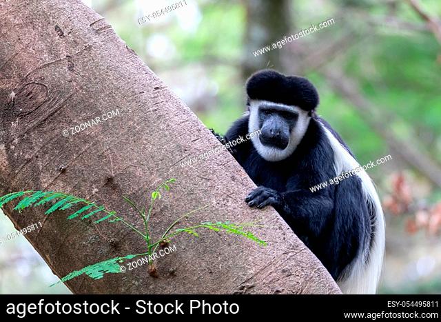 beautiful monkey Colobus guereza, in natural habitat near Lake Awassa, Ethiopia, Africa wildlife