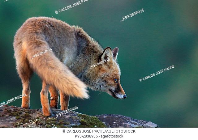 Un zorro Común (vulpes vulpes). Parque Nacional de Monfragüe, Caceres, Extremadura, Spain
