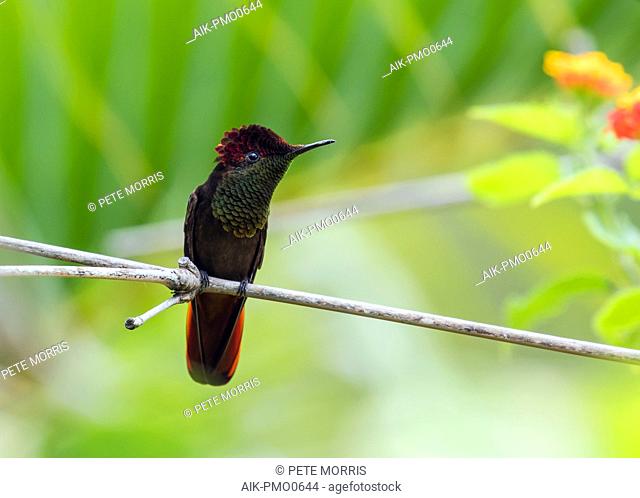 Ruby-Topaz Hummingbird (Chrysolampis mosquitus) also known as Ruby Topaz, perched on a twig in tropical forest in the Caribbean