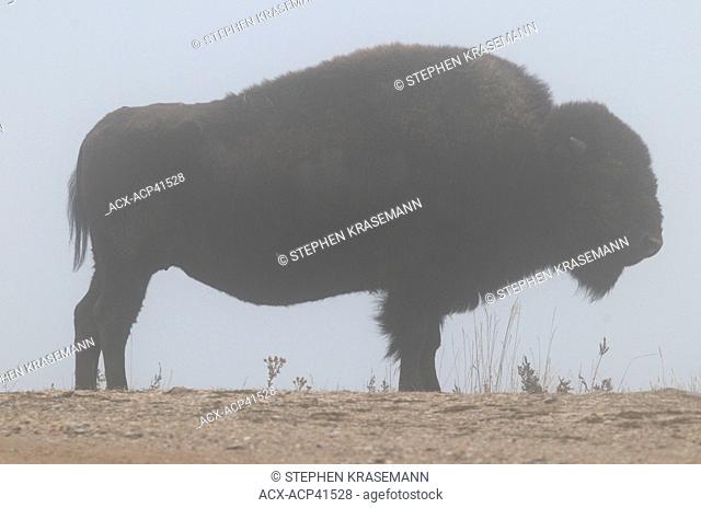 American bison Bison bison in fog, Theodore Roosevelt National Park, North Unit, North Dakota, United States of America
