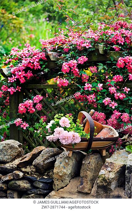 Wooden garden trug filled with Roses resting on wall with Clematis on trelis in background