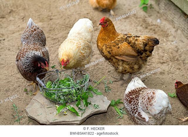 domestic fowl (Gallus gallus f. domestica), chicken feeding on collected wild flowers, Germany