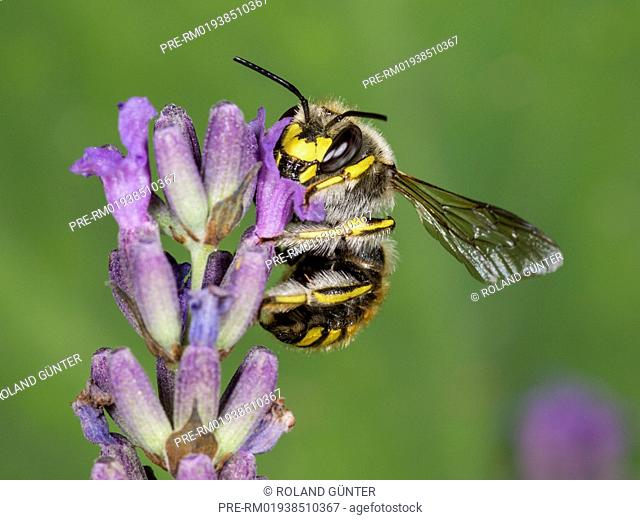 European wool carder bee (Anthidium manicatum) on English Lavender (Lavandula angustifolia), male / Garten-Wollbiene (Anthidium manicatum) auf Echtem Lavendel...