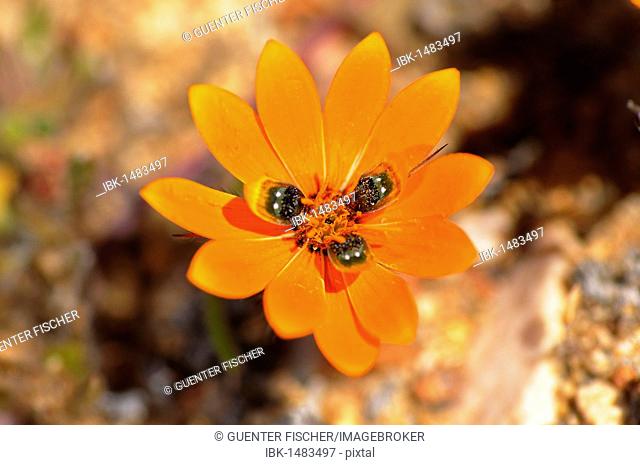 Beetle daisy (Gorteria diffusa), Springbok, Namaqualand, South Africa