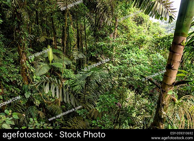 rainforest in Costa Rica, central america