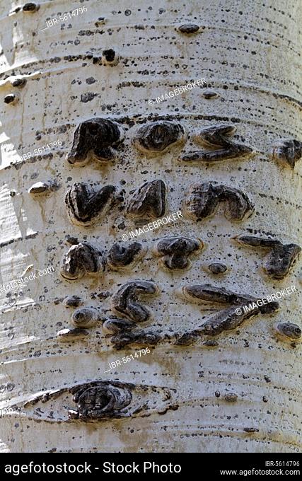 Graffiti carved on Aspen tree (Populus tremuloides)