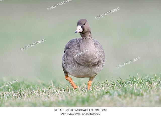 Greater White-fronted Goose / Blaessgans ( Anser albifrons ), young bird, juvenile, walking directly towards the photographer, frontal shot, looks funny