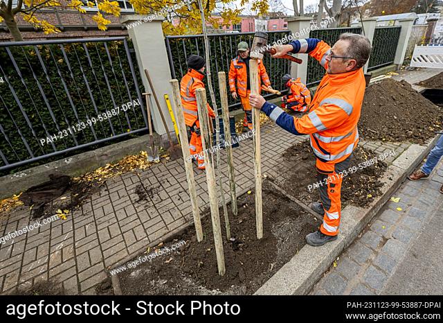 23 November 2023, Thuringia, Erfurt: Gardener Marko Klärig attaches the protective trunks for the new poplar tree. A press conference is held on the Erfurt...