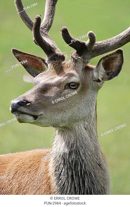 Red deer stag Cervus Elaphus in velvet, Huntly