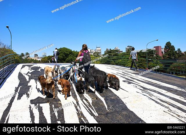 Dog sitter, Woman with many dogs, Beautiful Bridge No. 1, Pedestrian bridge over Libertador Avenue, Buenos Aires, Argentina, Dog sitter, South America