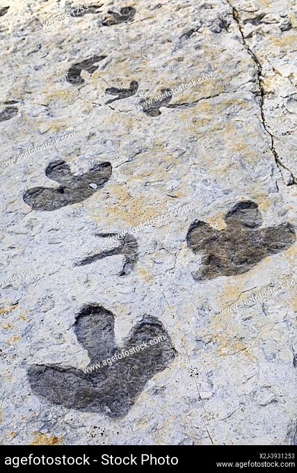 Morrison, Colorado - Dinosaur Ridge. Visitors can see hundreds of dinosaur footprints along the ridge, just west of Denver